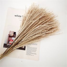 Dried Flowers Pampas Grass Mixed Bunny Rabbit Tail Lagurus Bouquet Wedding Christmas Decoration Natural Reed Flower Home Decora (Color: reeds pampa, size: 30pcs)